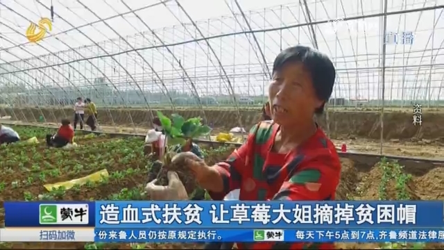 造血式扶贫 让草莓大姐摘掉贫困帽