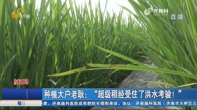 种植大户老耿：“超级稻经受住了洪水考验！”