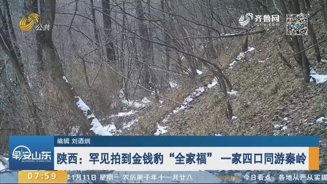 陕西：罕见拍到金钱豹“全家福” 一家四口同游秦岭