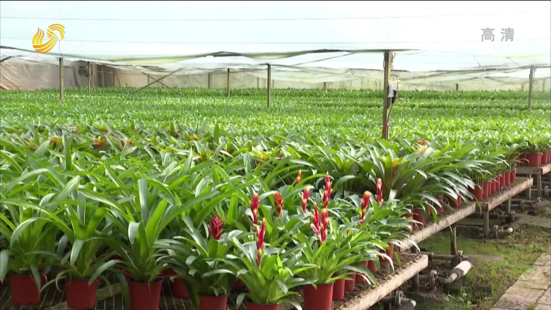 菏泽郓城花卉销售基地