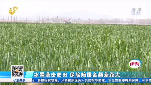 冰雹袭击麦田 保险赔偿金额差距大