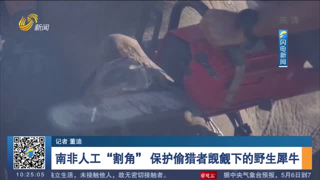 南非人工“割角” 保护偷猎者觊觎下的野生犀牛