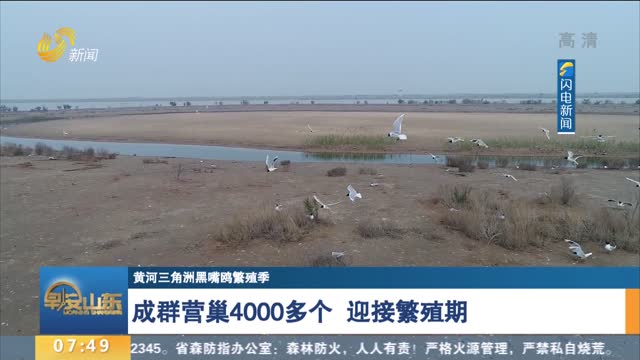 【黄河三角洲黑嘴鸥繁殖季】成群营巢4000多个 迎接繁殖期