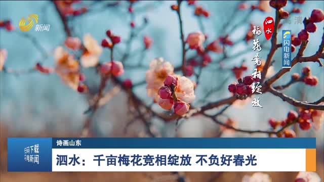 【诗画山东】泗水：千亩梅花竞相绽放 不负好春光
