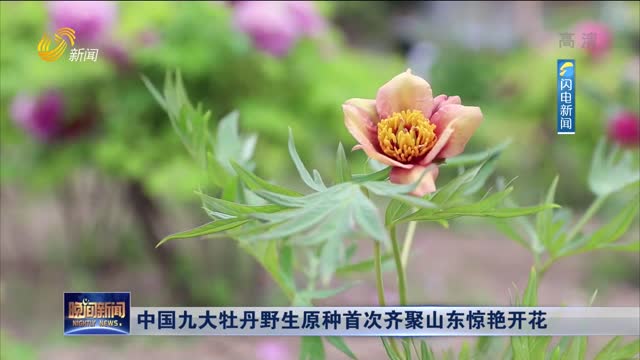 中国九大牡丹野生原种首次齐聚山东惊艳开花