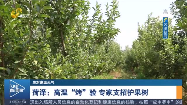 菏泽：高温“烤”验 专家支招护果树