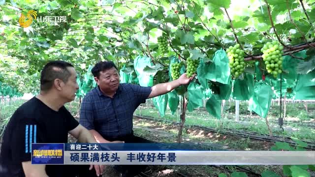 硕果满枝头 丰收好年景【喜迎二十大】