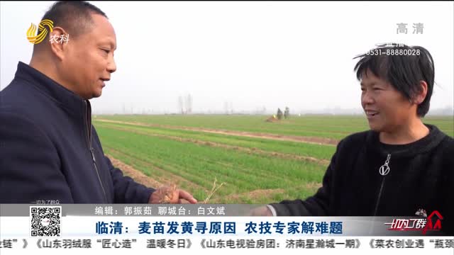 临清：麦苗发黄寻原因 农技专家解难题