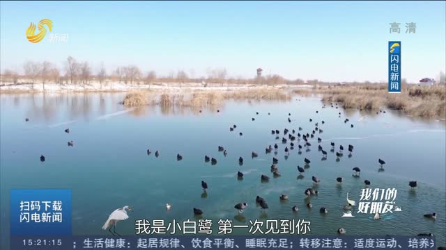 【我们的好朋友】“马踏湖小学”开课了 100多种萌鸟前来报到