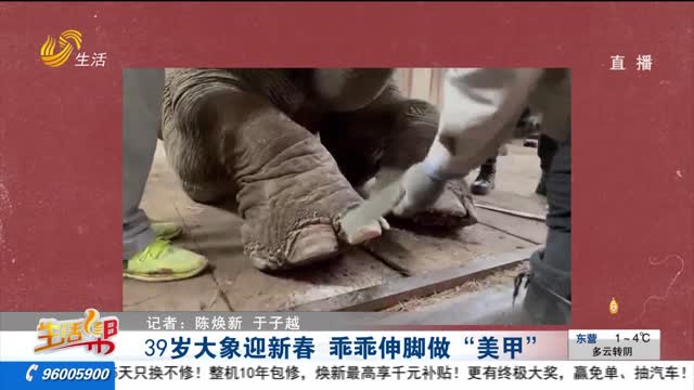 39岁大象迎新春 乖乖伸脚做“美甲”