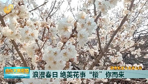 【跟着旅发大会游山东】 浪漫春日 绝美花事“樱”你而来 