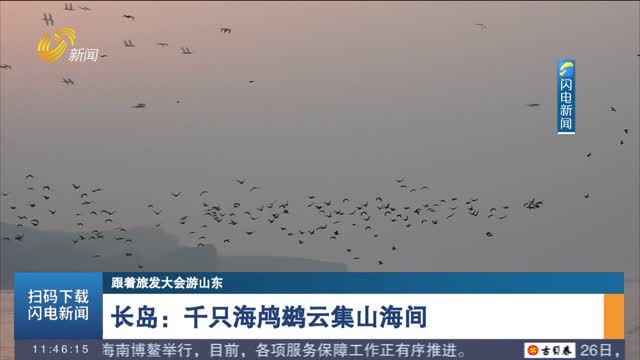 【跟着旅发大会游山东】长岛：千只海鸬鹚云集山海间