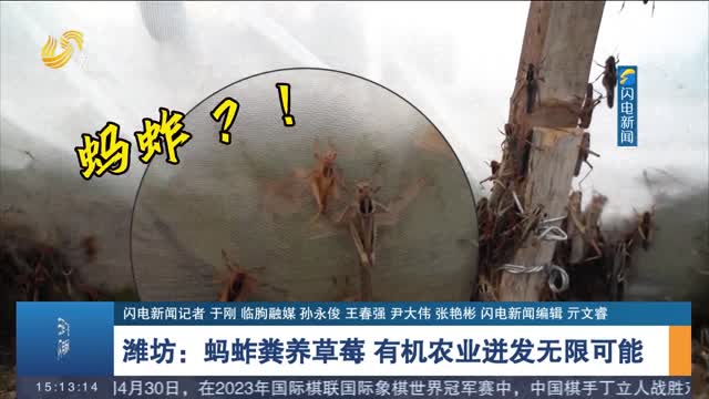 【沿着齐长城游山东】潍坊：蚂蚱粪养草莓 有机农业迸发无限可能