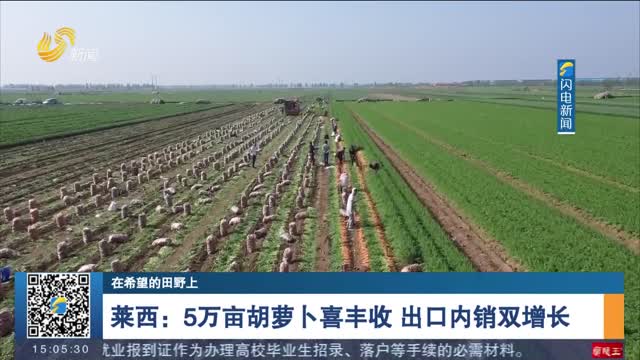 【在希望的田野上】莱西：5万亩胡萝卜喜丰收 出口内销双增长