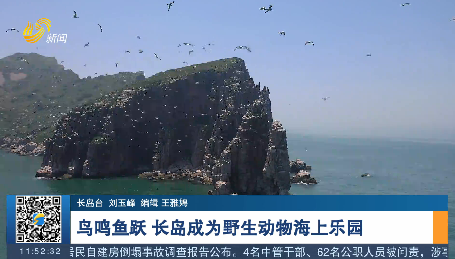 【第23个国际生物多样性日】鸟鸣鱼跃 长岛成为野生动物海上乐园