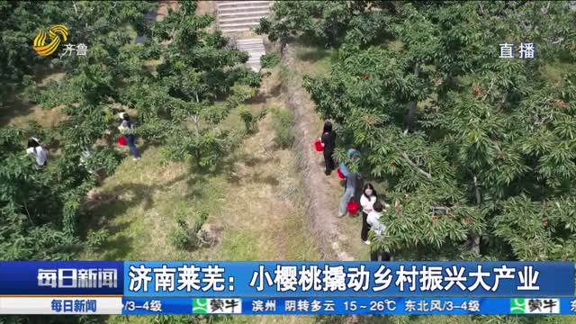 济南莱芜：小樱桃撬动乡村振兴大产业