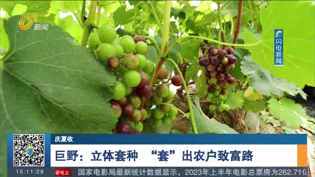 【庆夏收】巨野：立体套种 “套”出农户致富路