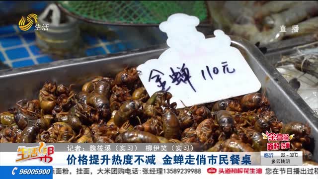 价格提升热度不减 金蝉走俏市民餐桌