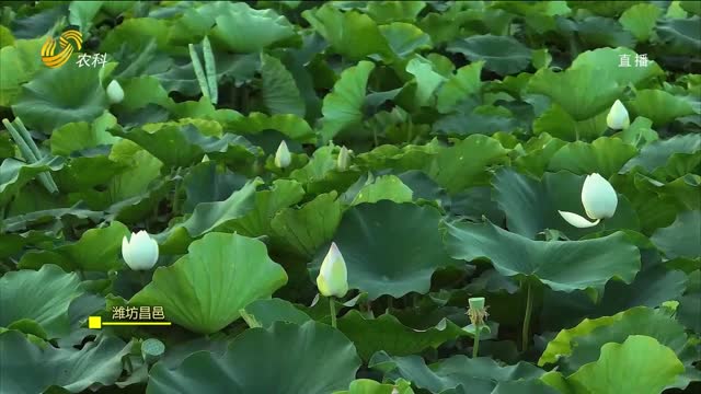 潍坊、菏泽夏日荷花竞相绽放
