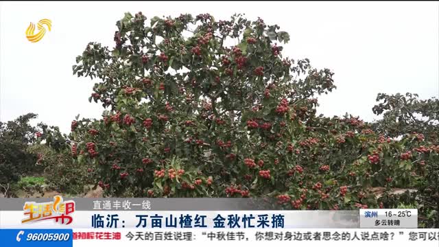 【直通丰收一线】临沂：万亩山楂红 金秋忙采摘