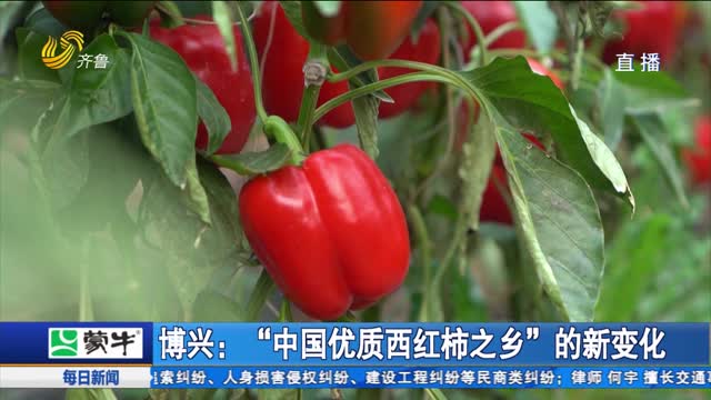 博興：“中國優質西紅柿之鄉”的新變化