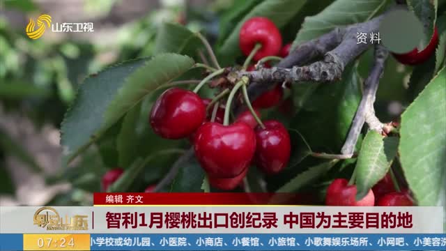 智利1月樱桃出口创纪录 中国为主要目的地