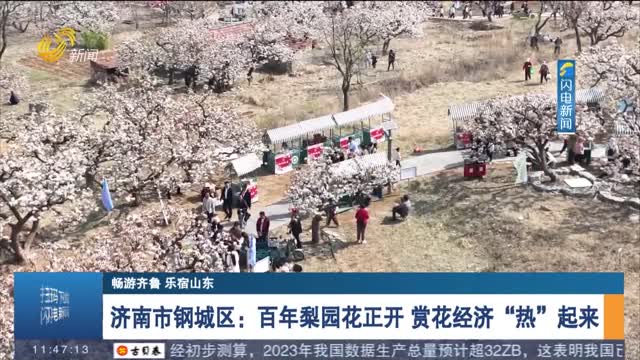 【畅游齐鲁 乐宿山东】济南市钢城区：百年梨园花正开 赏花经济“热”起来