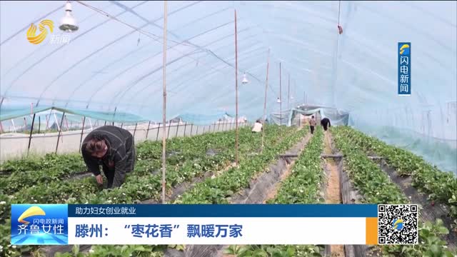【助力妇女创业就业】滕州：“枣花香”飘暖万家