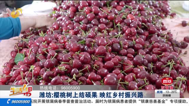潍坊：樱桃树上结硕果 映红乡村振兴路