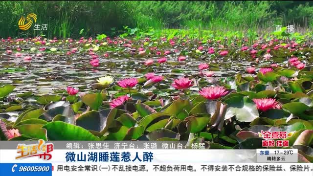 微山湖睡莲惹人醉