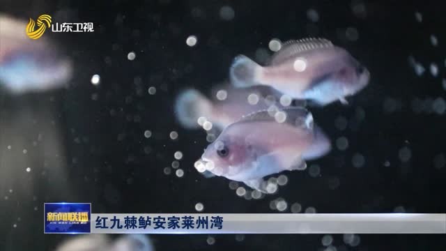 红九棘鲈安家莱州湾