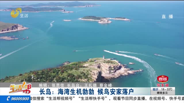 长岛：海湾生机勃勃 候鸟安家落户