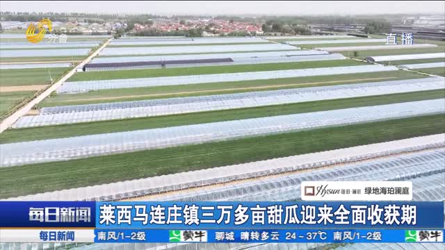 莱西马连庄镇三万多亩甜瓜迎来全面收获期