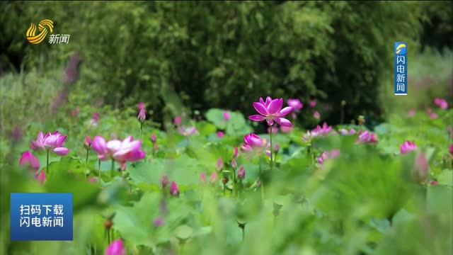 济西湿地荷花盛开 炎炎夏日添诗意