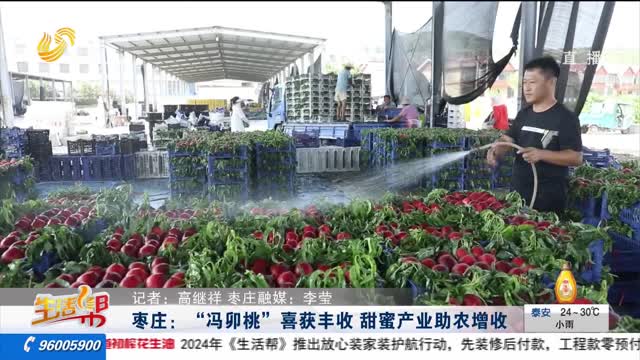 枣庄：“冯卯桃”喜获丰收 甜蜜产业助农增收