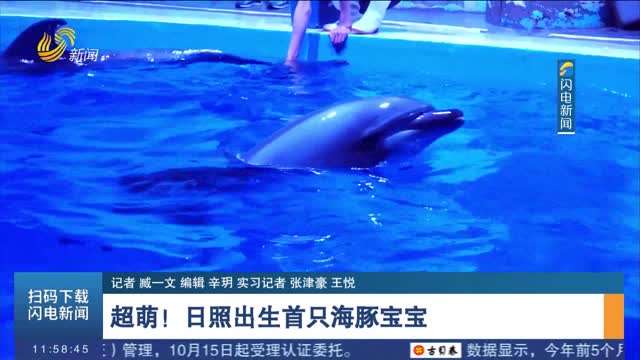 超萌！日照出生首只海豚宝宝