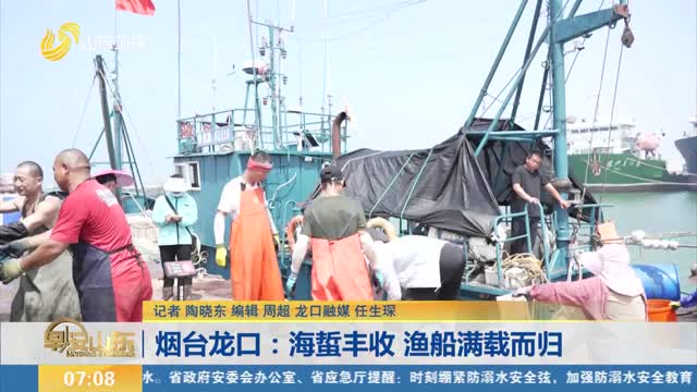 烟台龙口：海蜇丰收 渔船满载而归