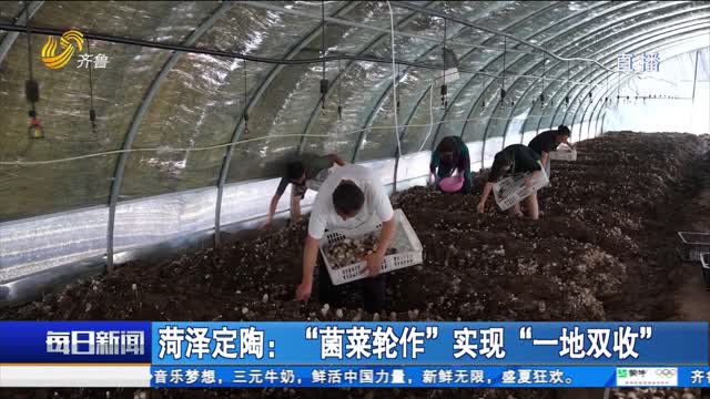 菏泽定陶：“菌菜轮作”实现“一地双收”