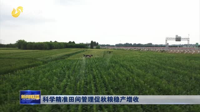 科学精准田间管理促秋粮稳产增收
