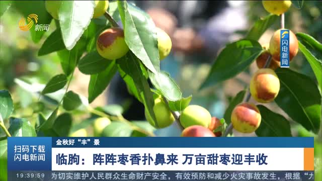 【金秋好“丰”景】临朐：阵阵枣香扑鼻来 万亩甜枣迎丰收