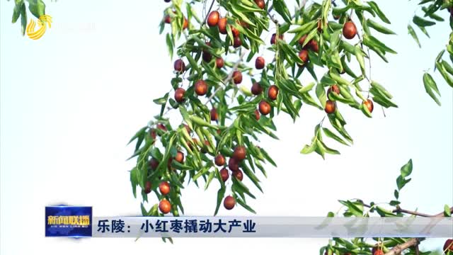 乐陵：小红枣撬动大产业