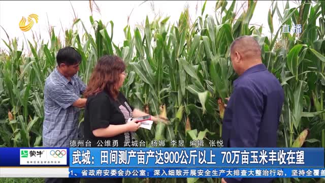 武城：田间测产亩产达900公斤以上 70万亩玉米丰收在望