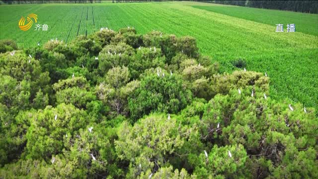 禹城：数千只野生白鹭恋上500年松树林