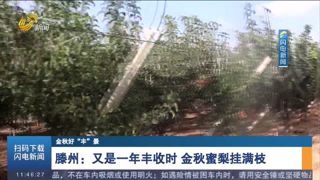 【金秋好“丰”景】滕州：又是一年丰收时 金秋蜜梨挂满枝