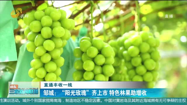 【直通丰收一线】邹城：“阳光玫瑰”齐上市 特色林果助增收