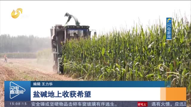 【金秋好“丰”景】盐碱地上收获希望