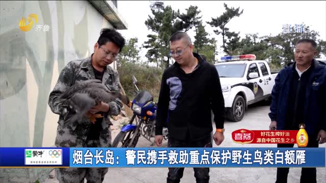 烟台长岛：警民携手救助重点保护野生鸟类白额雁