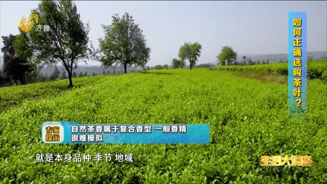 2024年11月02日《生活大调查》：香茶也造假？小心喝到香精茶