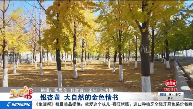 银杏黄 大自然的金色情书