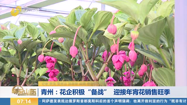 【消费新观察】青州：花企积极“备战” 迎接年宵花销售旺季